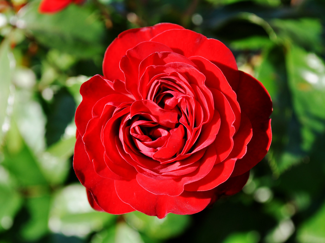 Leif Erickson Park-德卢斯必去景点