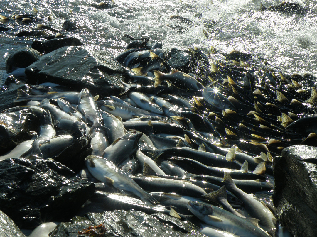 The Solomon Gulch Hatchery-瓦尔迪兹必去景点