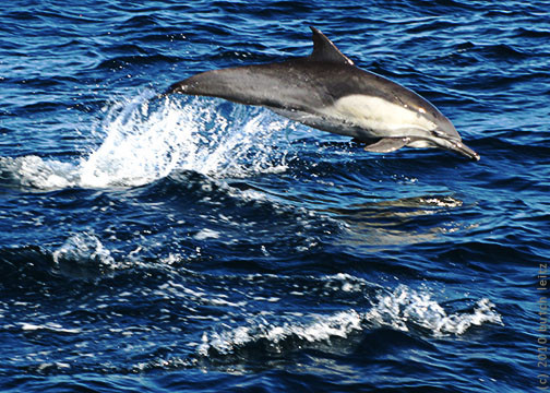 戴维船长的观鲸&海豚之旅景点图片