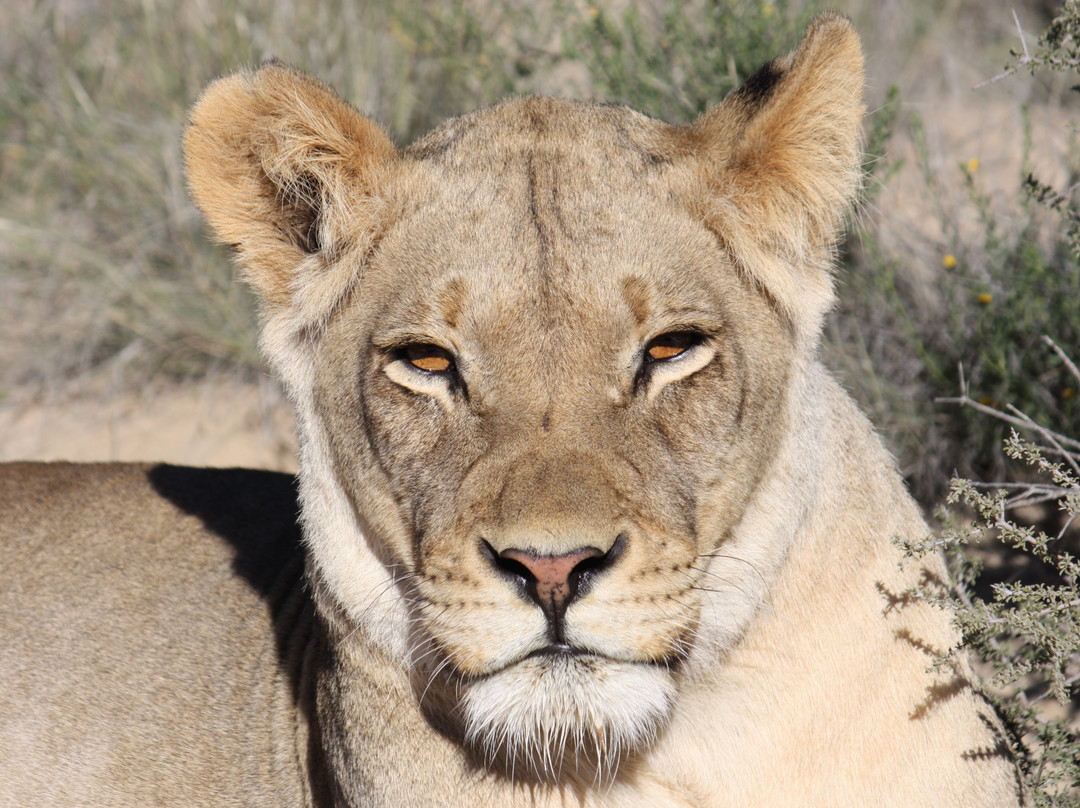 卡拉嘎地跨界公园-阿平顿必去景点