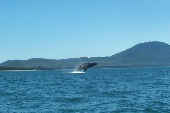 Dolphin Jet Boat Tours-朱诺必去景点