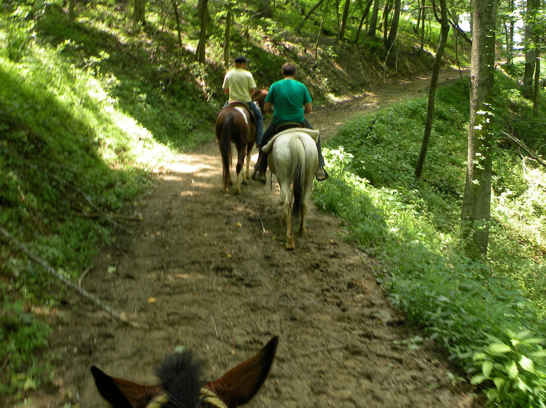 Sandy Bottom Trail Rides景点图片