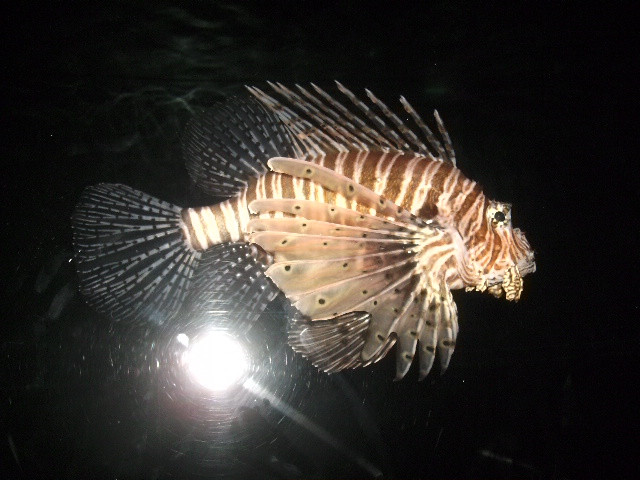 Great Barrier Reef Aquarium-汤斯维尔必去景点