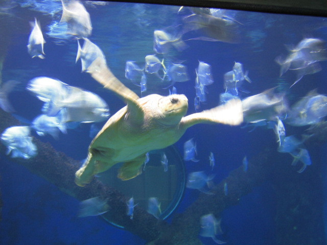 Virginia Aquarium & Marine Science Center-弗吉尼亚海滩必去景点