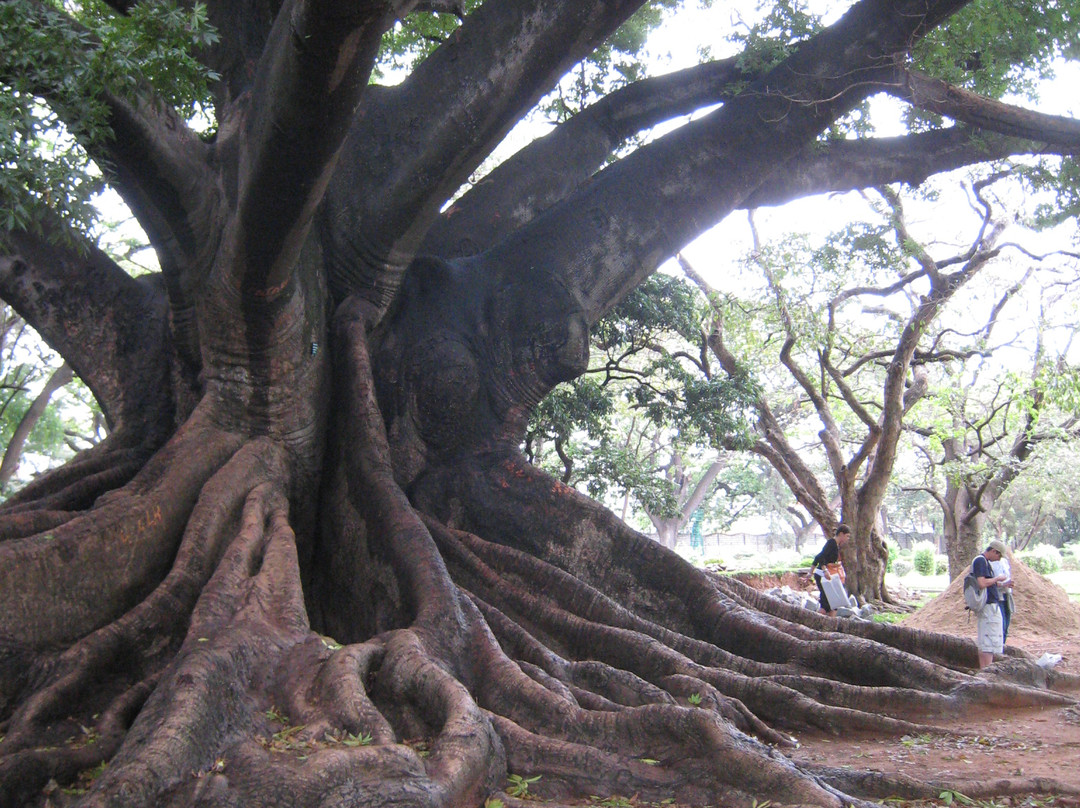 Lalbagh Botanical Garden景点图片