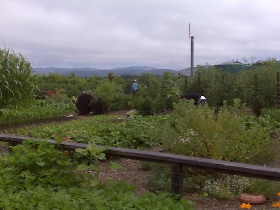 Cakebread Cellars-拉瑟福德必去景点