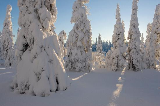 Wild Taiga Finland景点图片