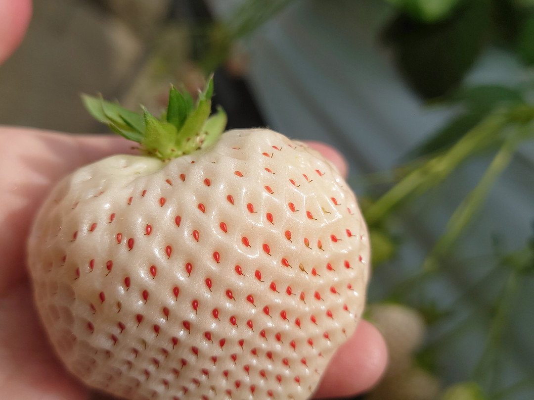 Berry no Mori-小田原市必去景点