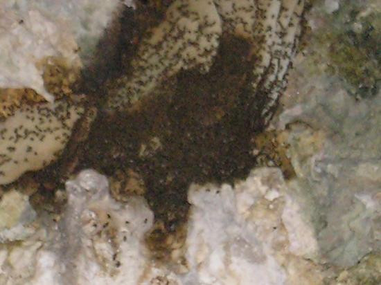 Anatakitaki Cave (Kopeka Cave)-Atiu必去景点