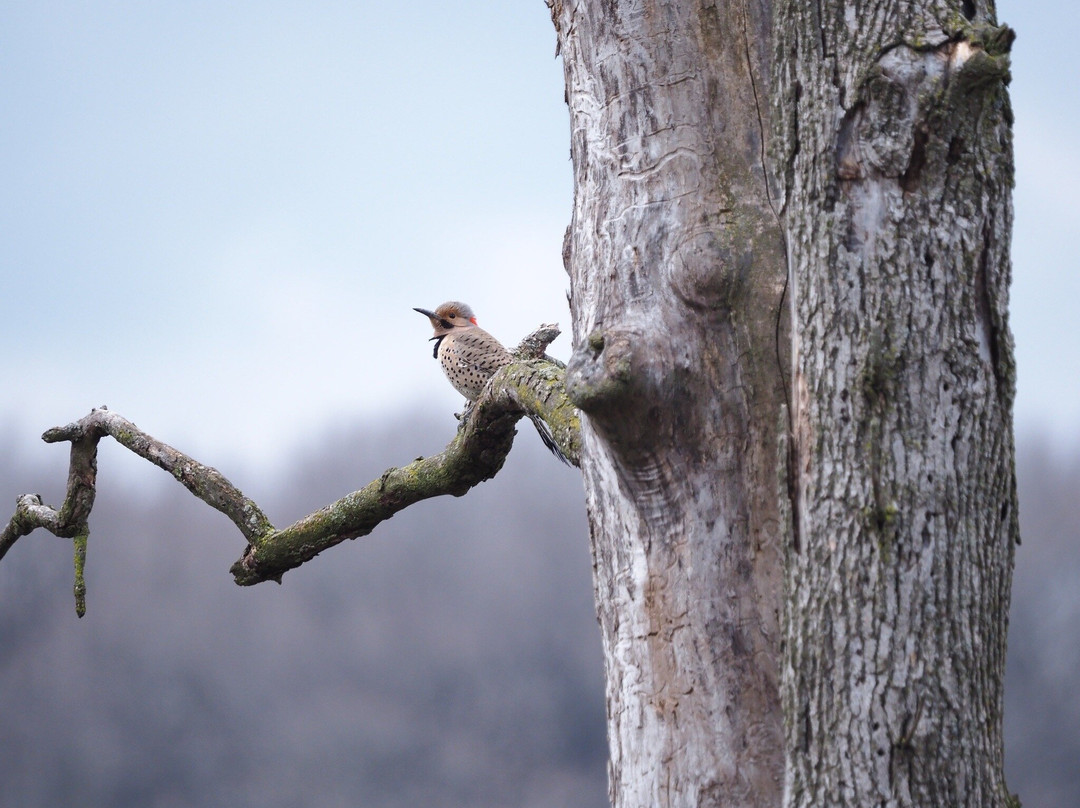Little Red Schoolhouse-Willow Springs必去景点