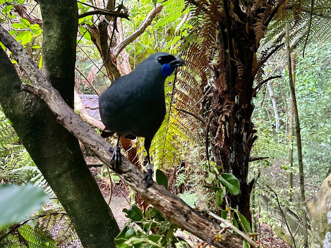 Pūkaha National Wildlife Centre景点图片