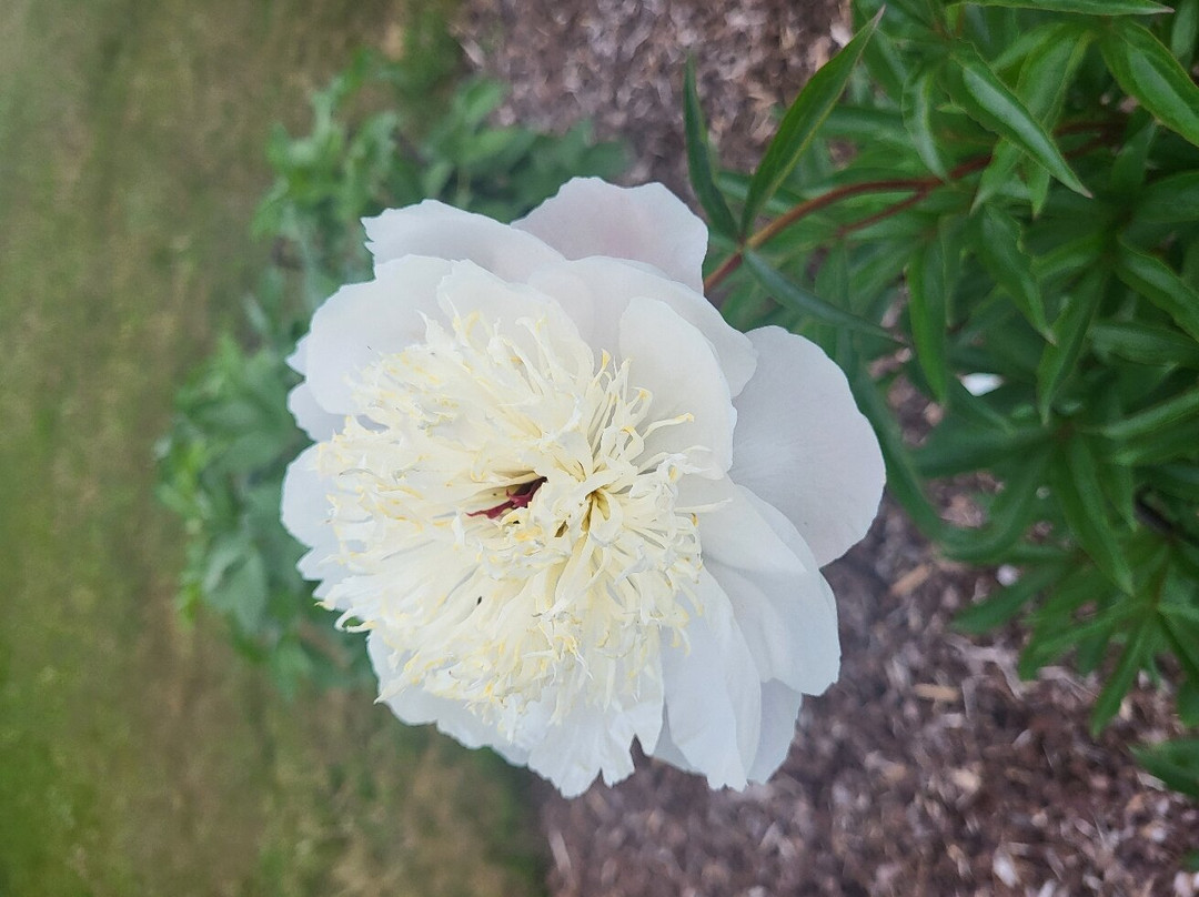 Kalsnava Arboretum-Madona必去景点
