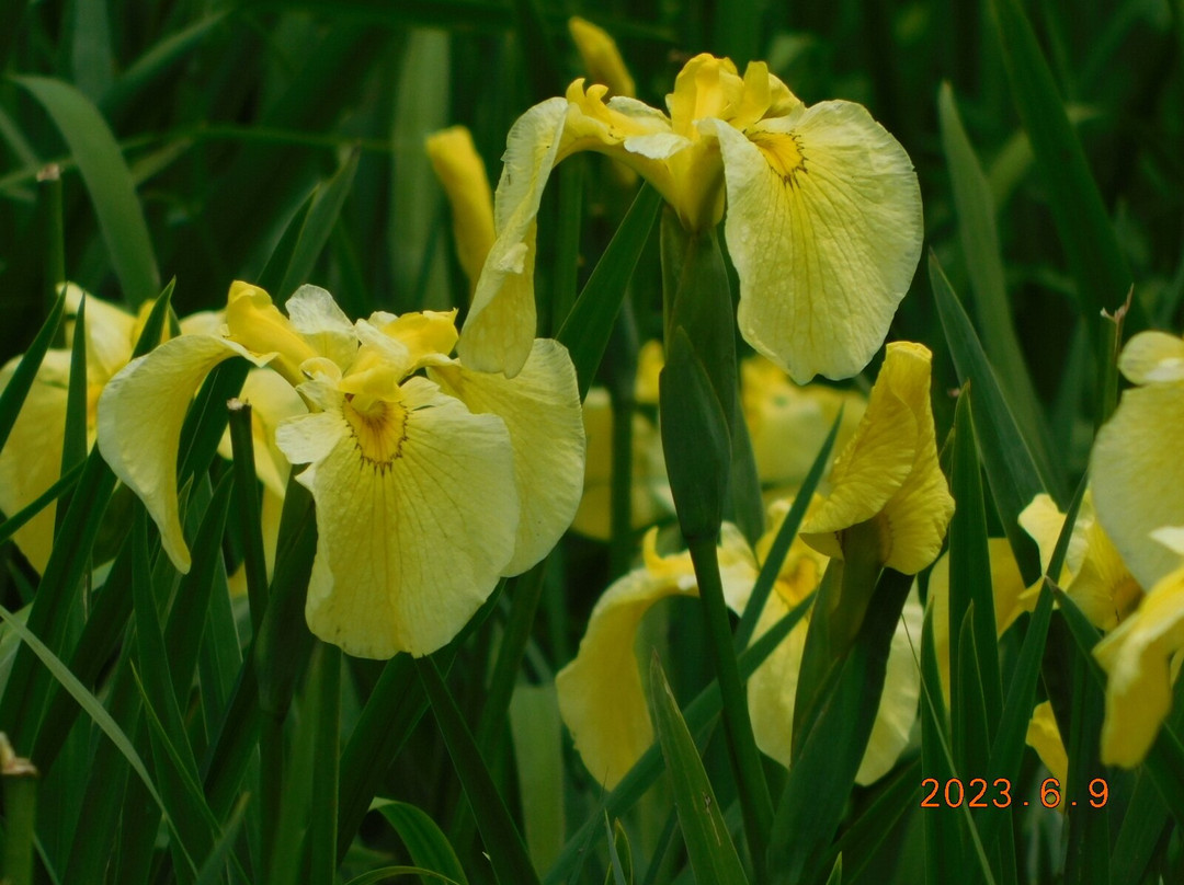 Yamadaike Park-枚方市必去景点