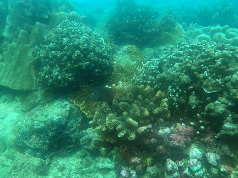 Dive For You-尼拉瓦利必去景点