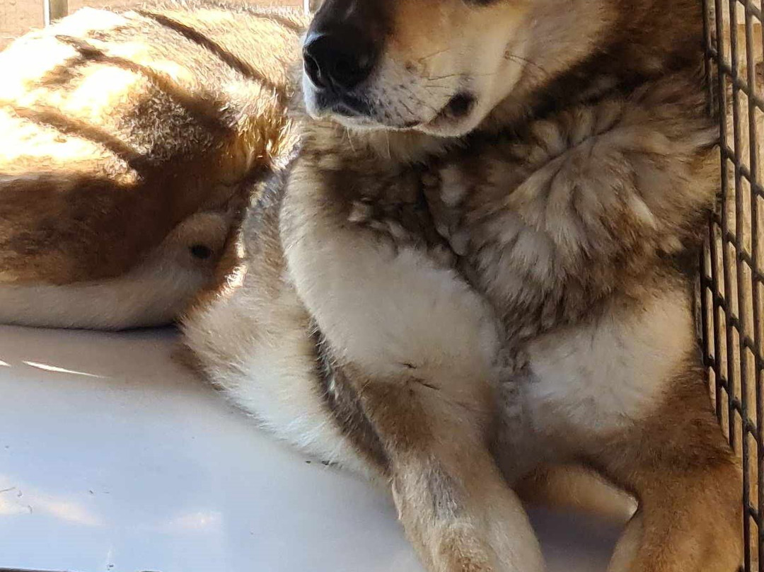 La Ferme des Chiens de Traineaux Aillons Margeriaz-Aillon-le-Jeune必去景点