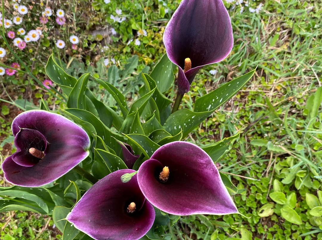 Gembrook Cemetery-Gembrook必去景点