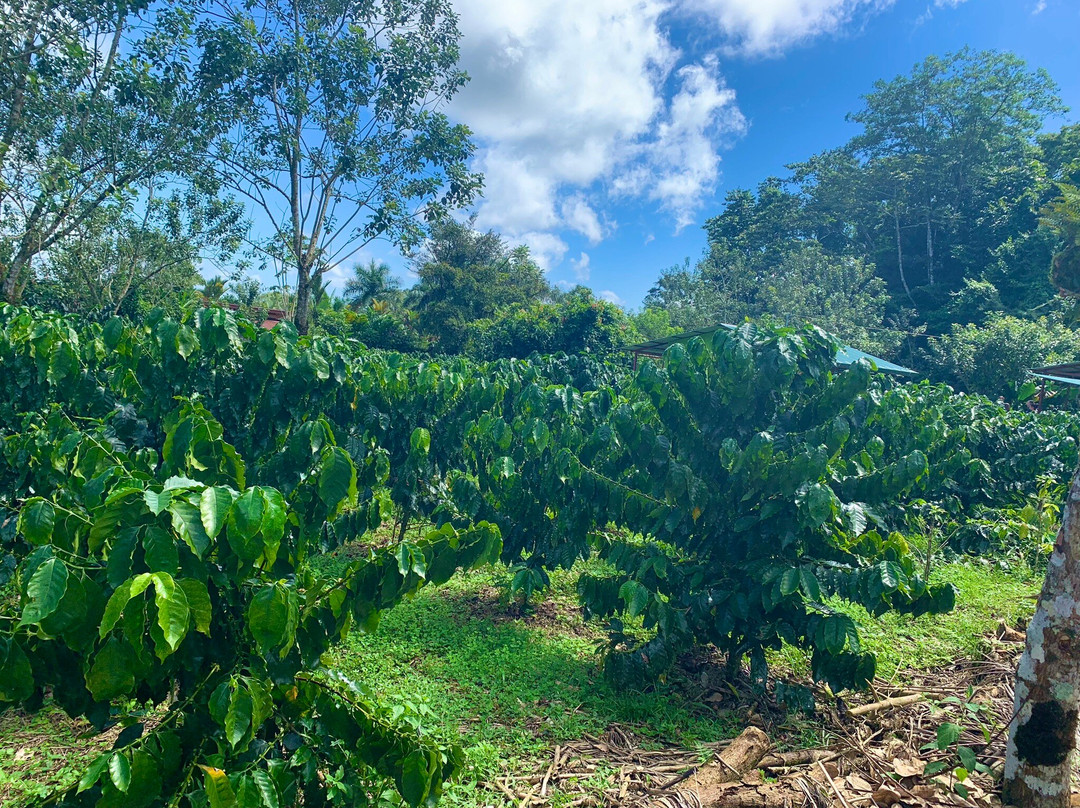 Nicoa Shuttle & Tours-萨玛拉滩必去景点