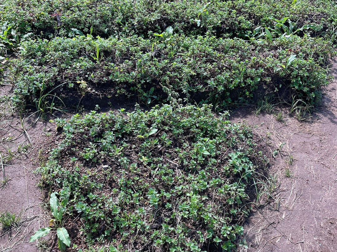 Ramya Horticulture Strawberry Farm景点图片