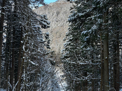 Snow Monkey Resorts-长野县必去景点