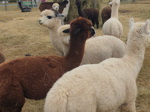 Jodlerhof-Schwendt必去景点