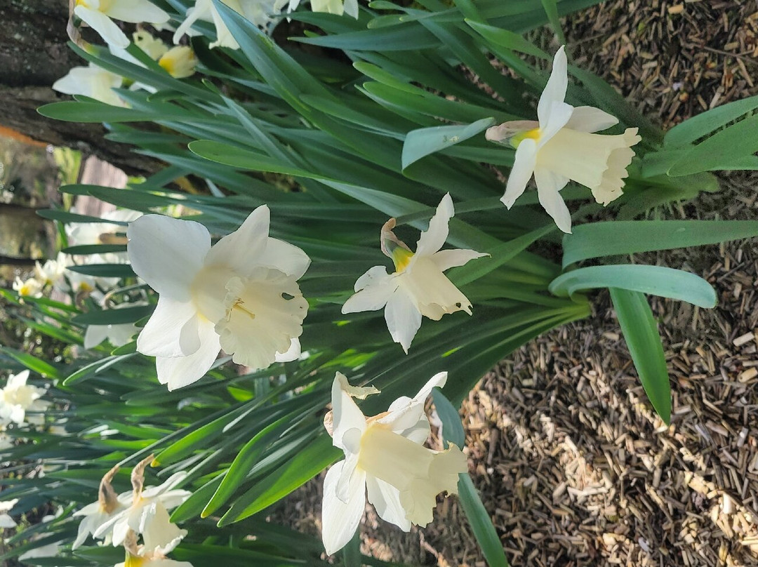 Les Jardins de Valloires景点图片