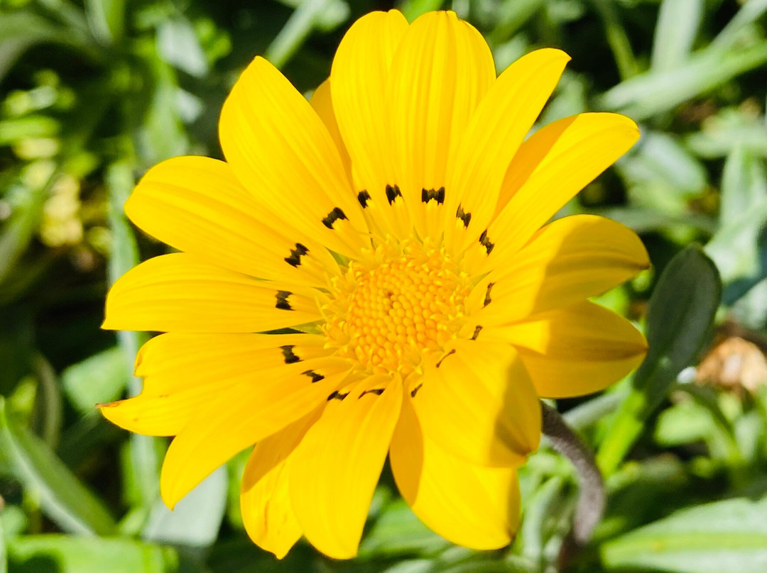 Saint Luke's Anglican Church-Junee必去景点