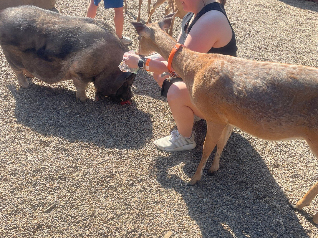 Hochatown Petting Zoo-Broken Bow必去景点