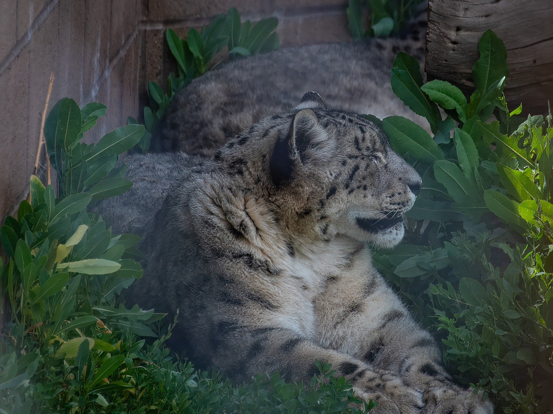 Big Bear Alpine Zoo at Moonridge-大熊湖必去景点