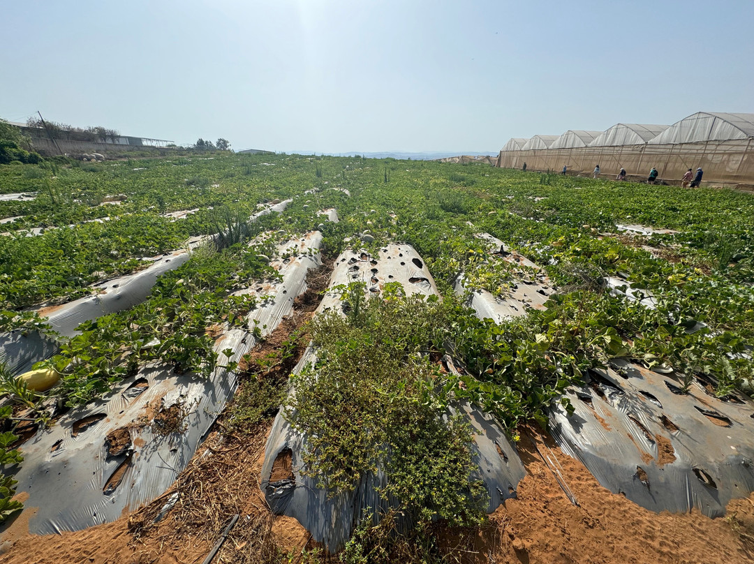 Shimon Edrey Tours in Israel-Lod必去景点