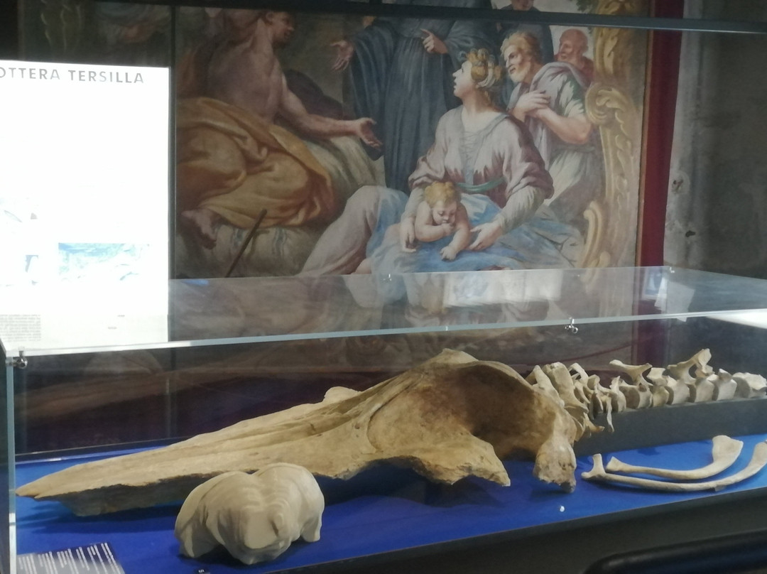 Museo Paleontologico Territoriale dell'Astigiano-阿斯蒂必去景点