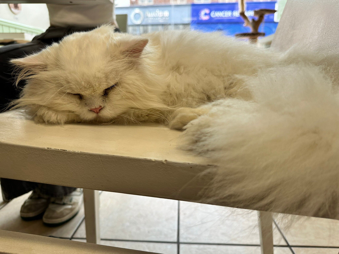 Bedford Cat Cafe景点图片