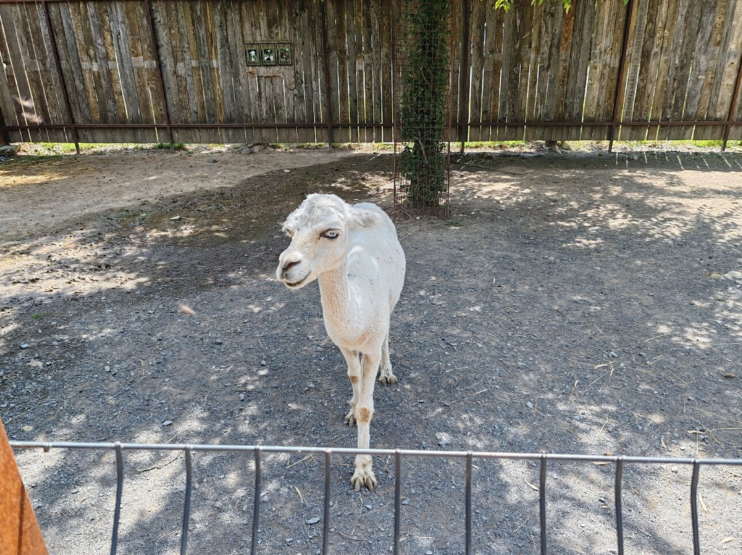 Parc Animalier De Lussas-Lussas必去景点