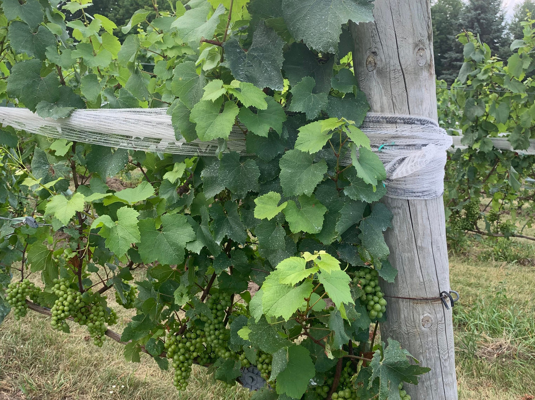 The Inn at Chateau Grand Traverse主图