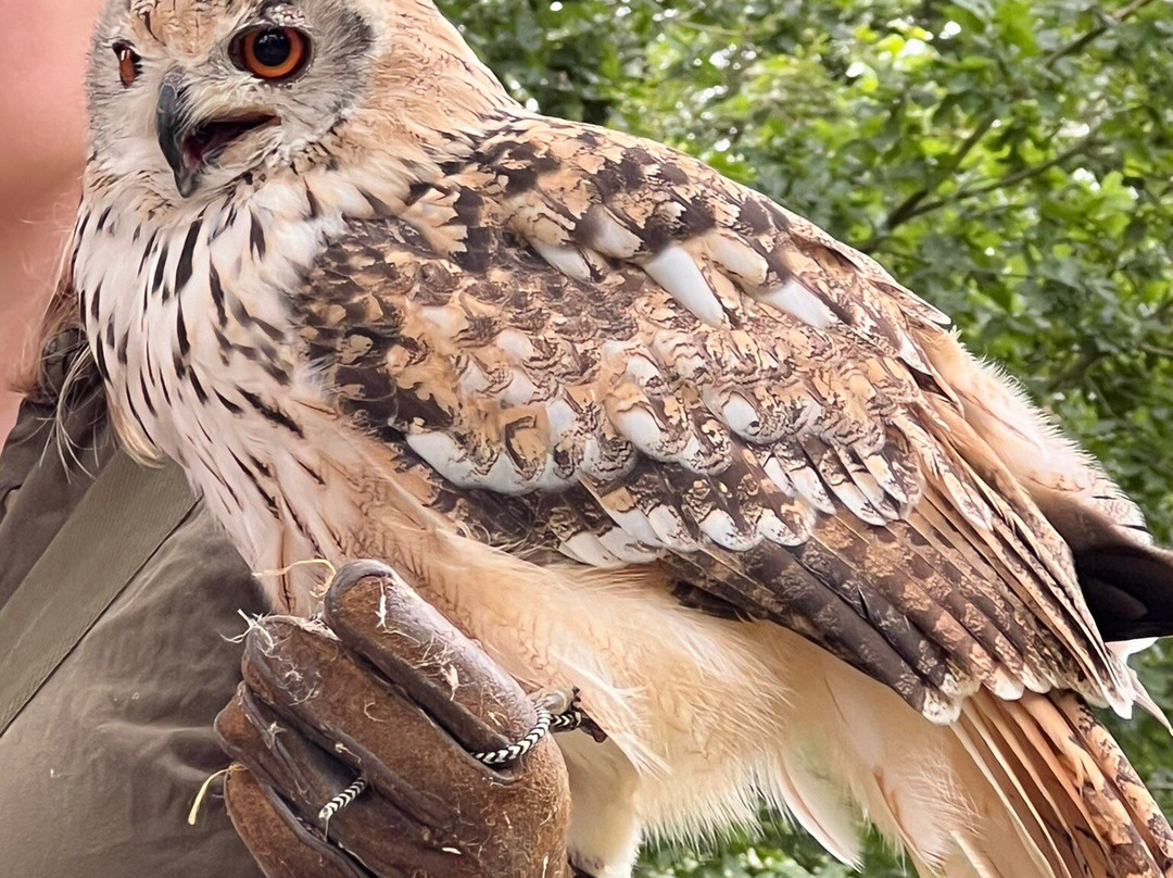 Hawk on the Wild Side景点图片