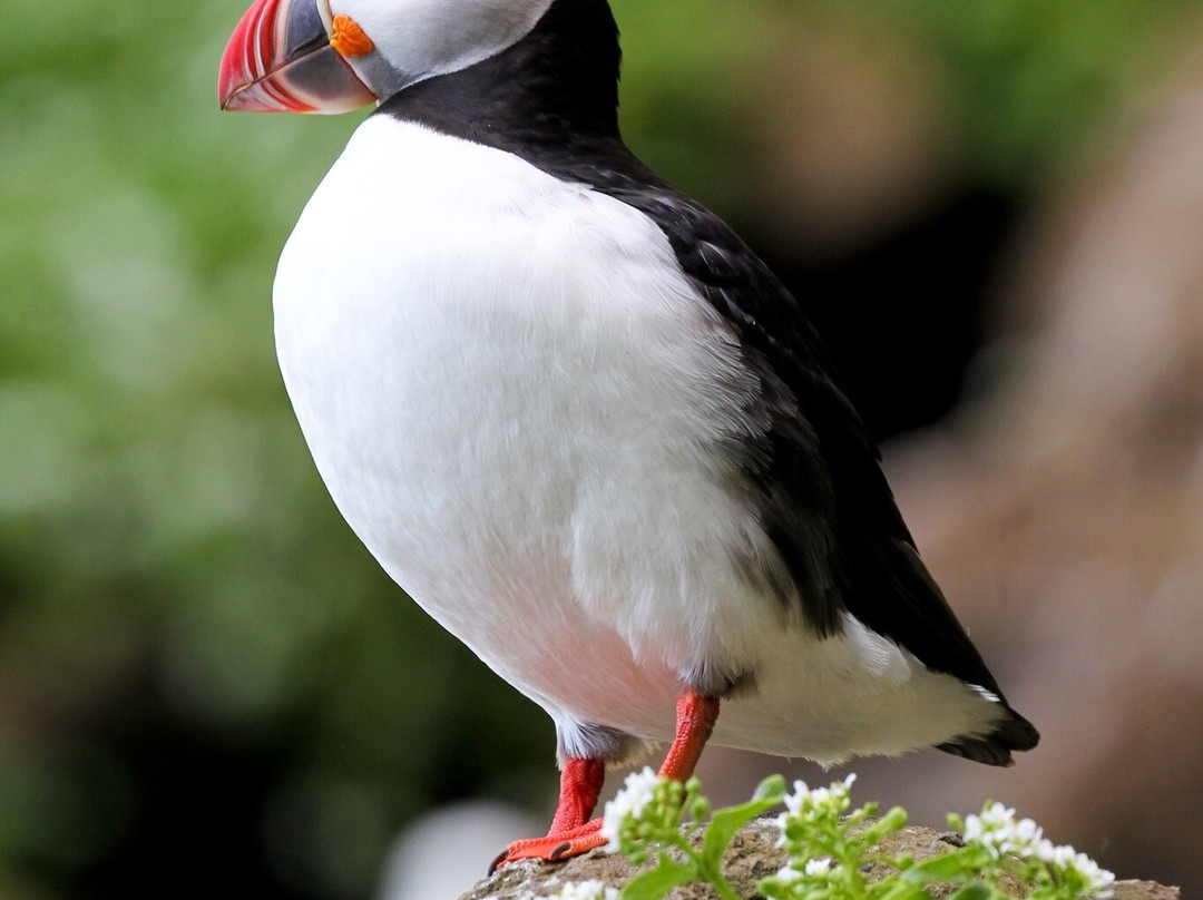 Drangey Island-Saudarkrokur必去景点