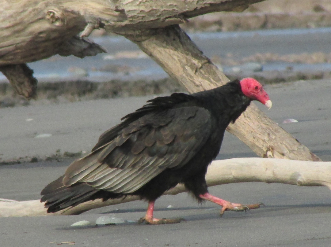 Humedal Rio Maipo-圣安东尼奥必去景点