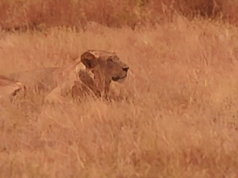 Natural World Kenya Safaris - Diani-迪亚尼必去景点