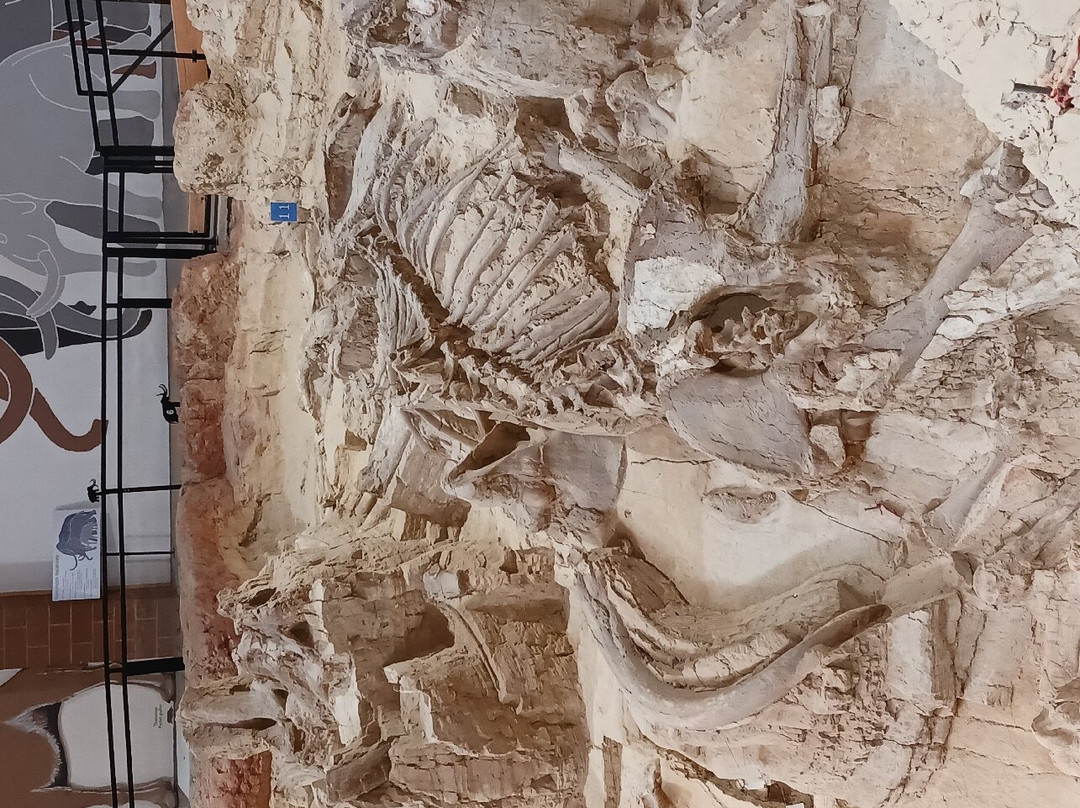 The Mammoth Site of Hot Springs-温泉城必去景点