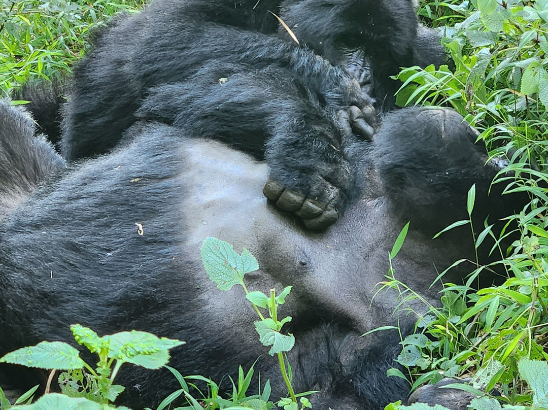 Virunga Gorilla Tours and Eco Safaris-Kisoro必去景点