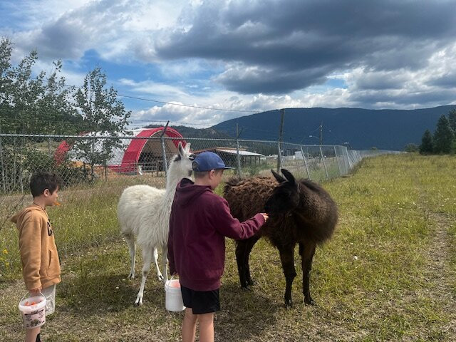 The Llama Sanctuary-Tappen必去景点