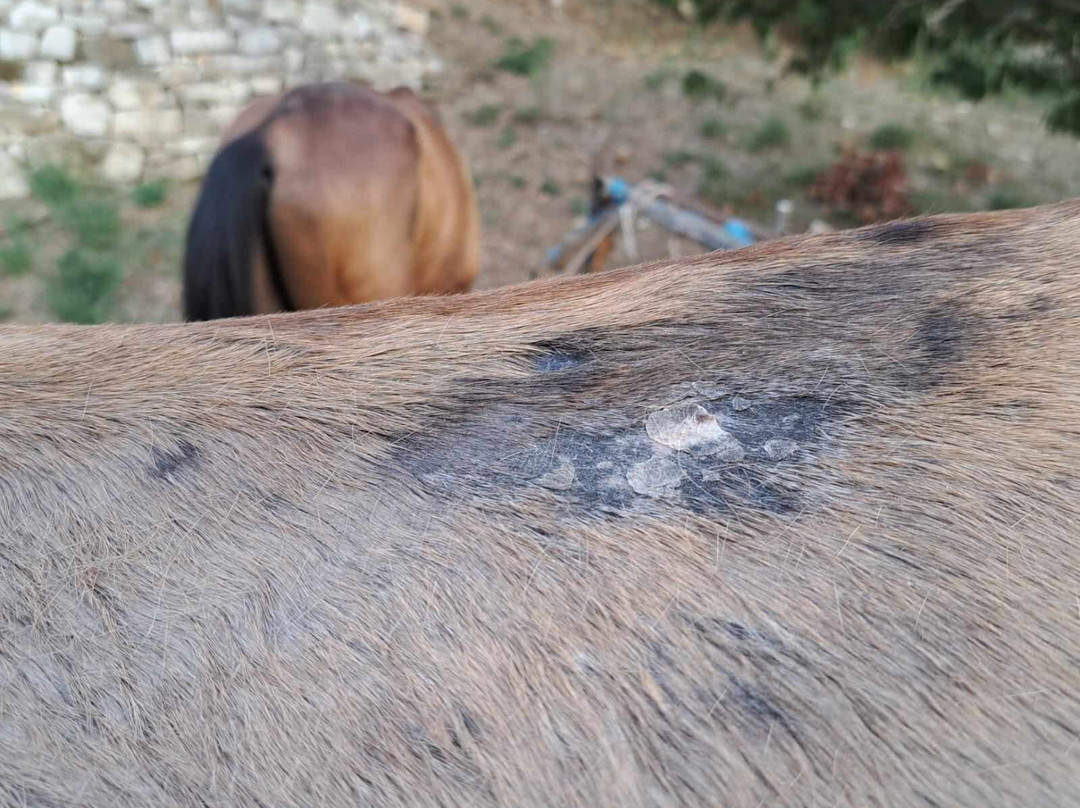 Caravan Horse Riding Albania-吉诺卡斯特必去景点