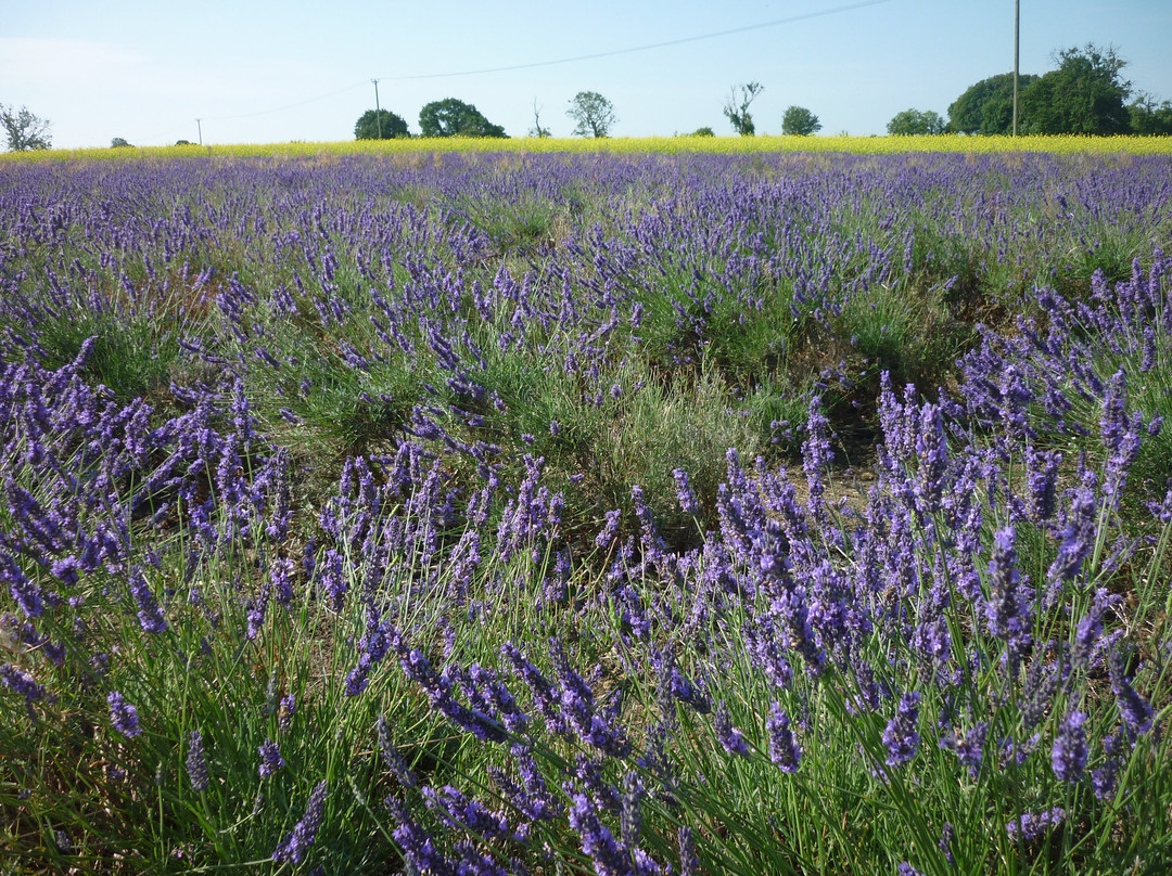 Somerset Lavender景点图片