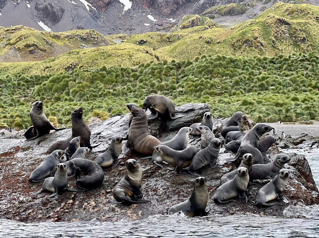 South Georgia Museum-Grytviken必去景点