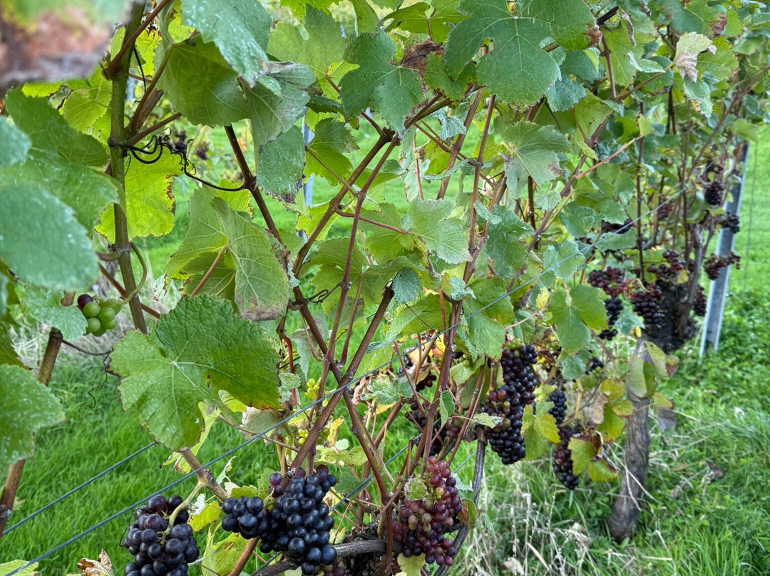 English Oak Vineyard景点图片