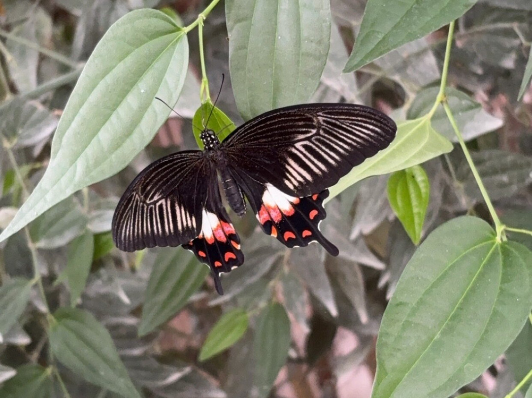 Le Carbet Amazonien-Velleron必去景点
