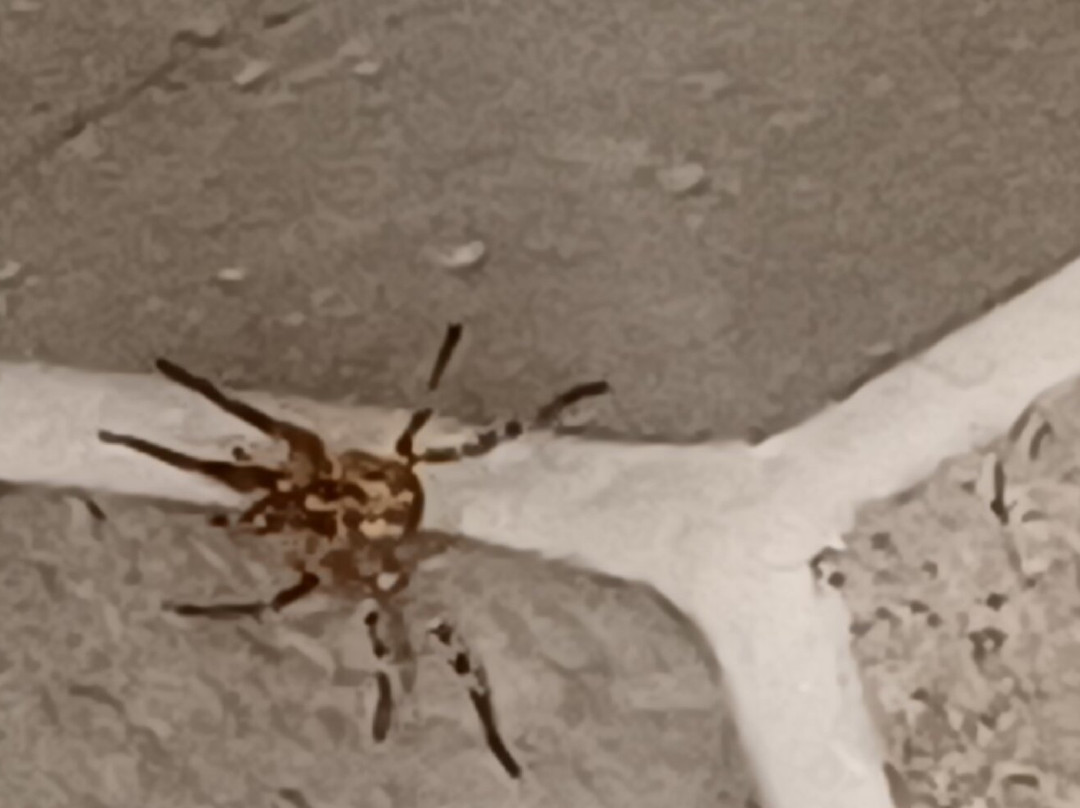 Schwarzwald-Hotel Gengenbach主图