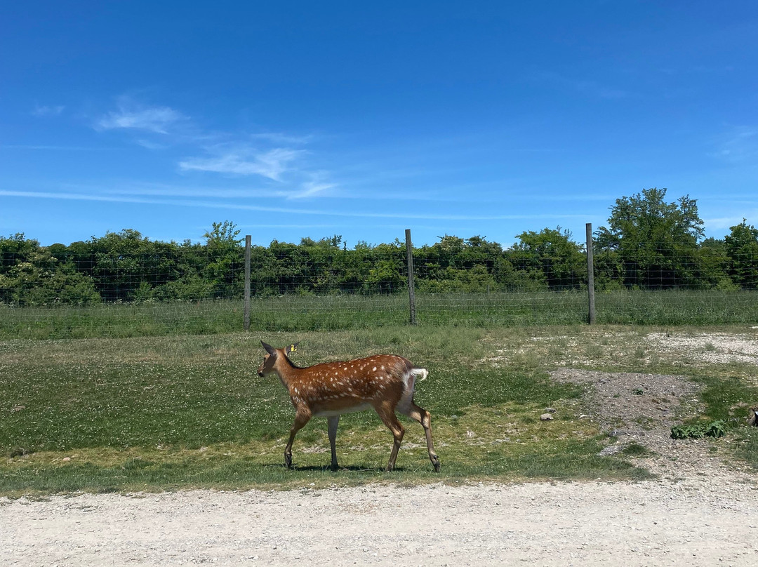 African Safari Wildlife Park-克林顿港必去景点