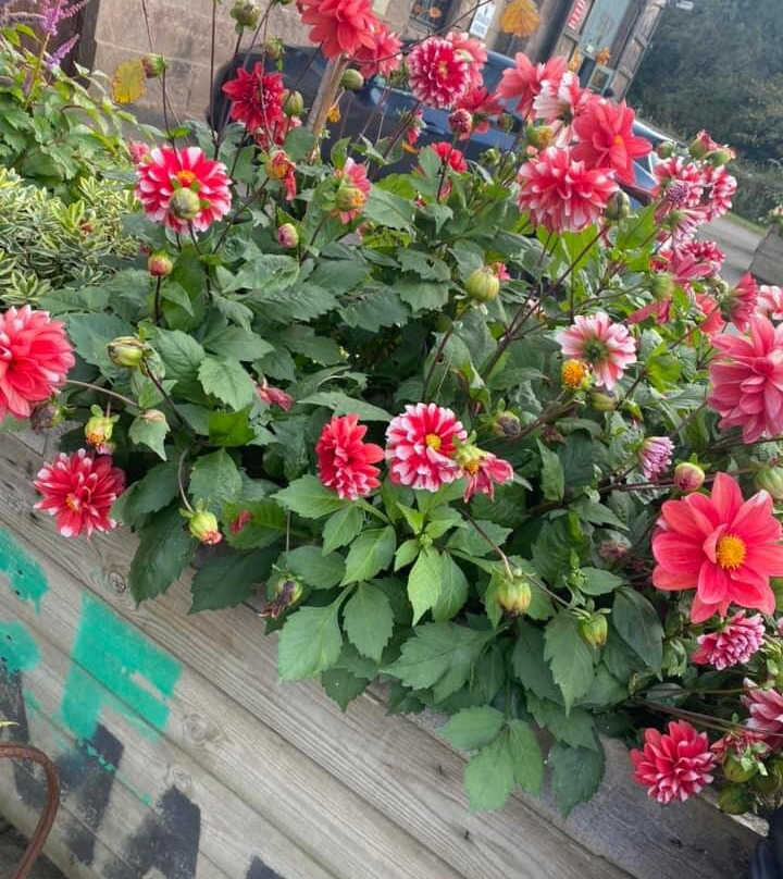 Charleton Fruit Farm-Montrose必去景点