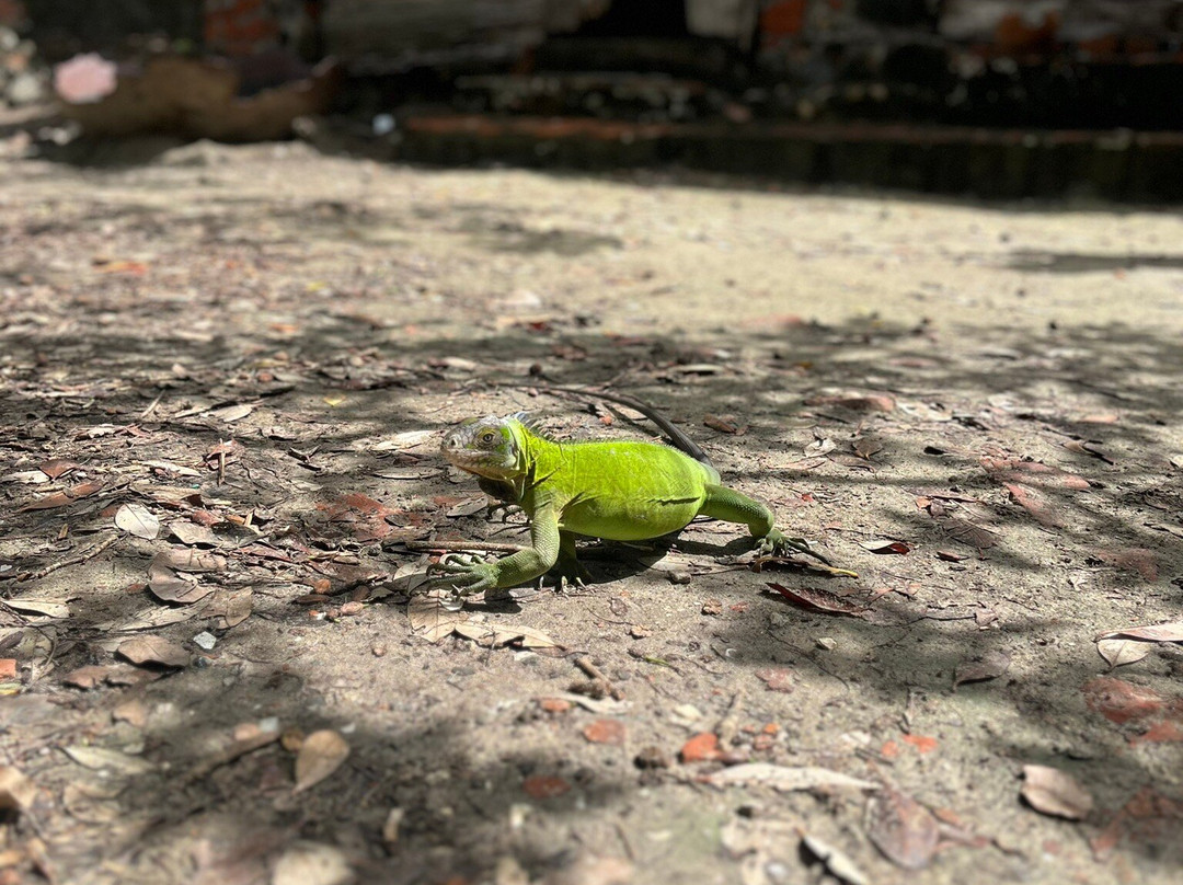 Oliv Express-Le Francois必去景点