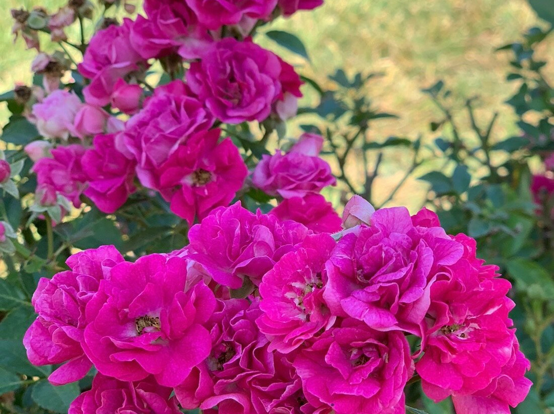 Tyler Rose Garden & Center景点图片